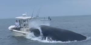 حوت أحدب ضخم يهاجم قارب ويتسبب فى غرقه قبالة سواحل نيو هامبشاير.. فيديو وصور - ترند مصر