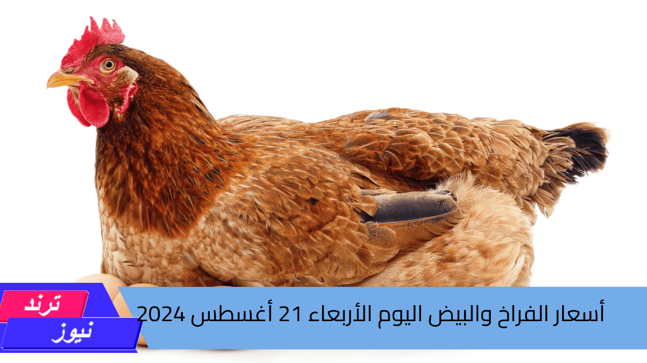 أسعار الفراخ والبيض اليوم في بورصة الدواجن الأربعاء 21 أغسطس 2024