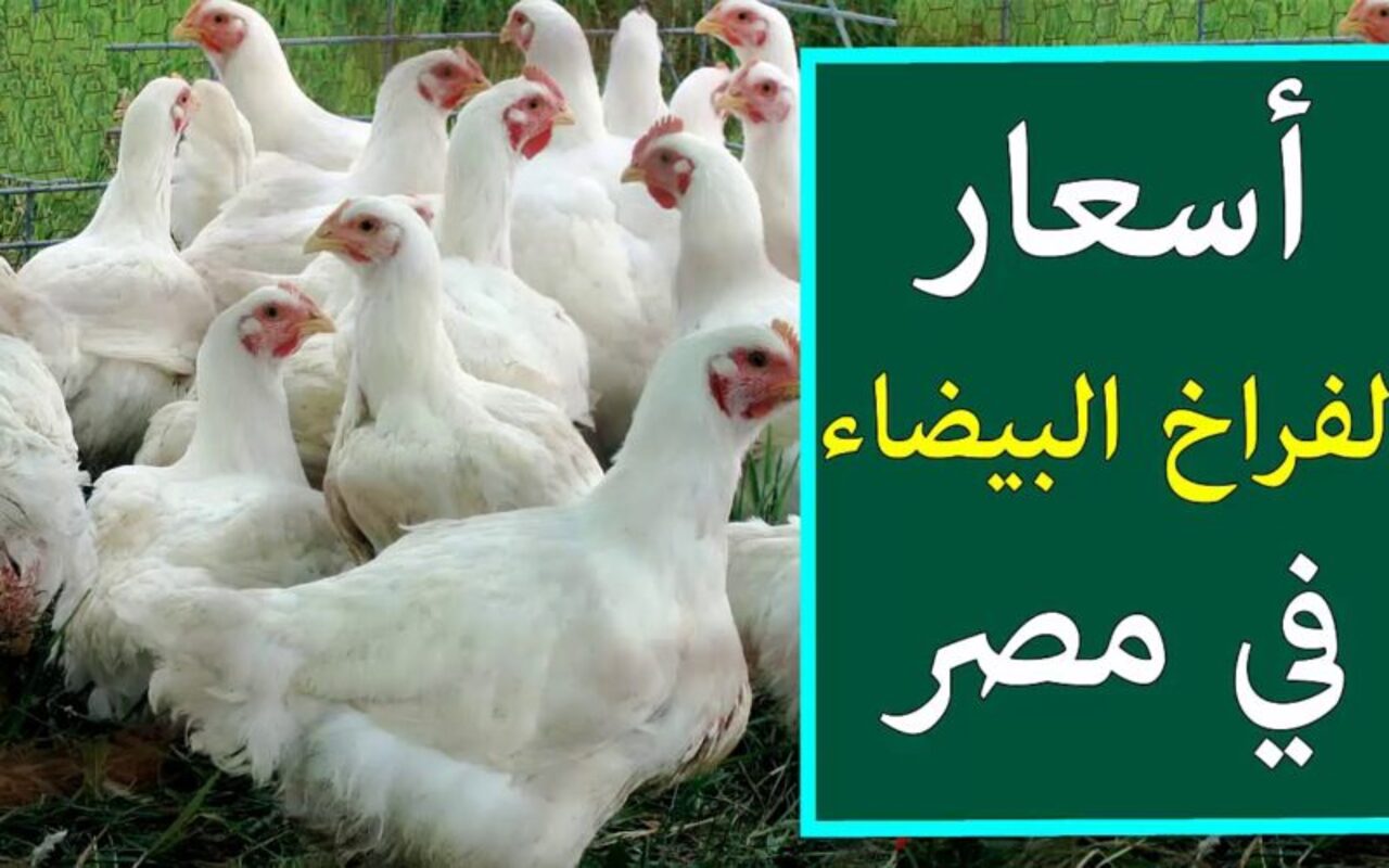 بكام الفراخ النهارده.. مفاجأة غير متوقعه في اسعار الفراخ اليوم الاثنين 12 اغسطس2024