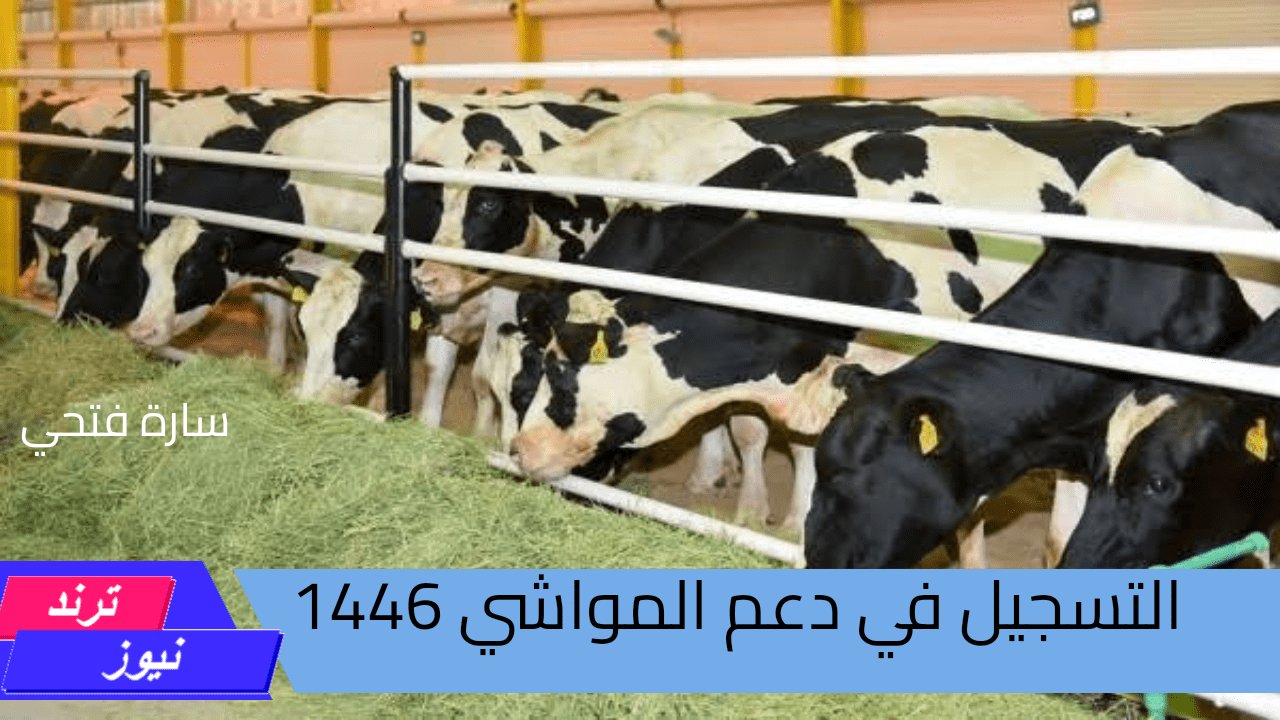 “هنا”.. خطوات التسجيل في برنامج دعم المواشي من ريف 1446 والشروط اللازمة للحصول على الدعم