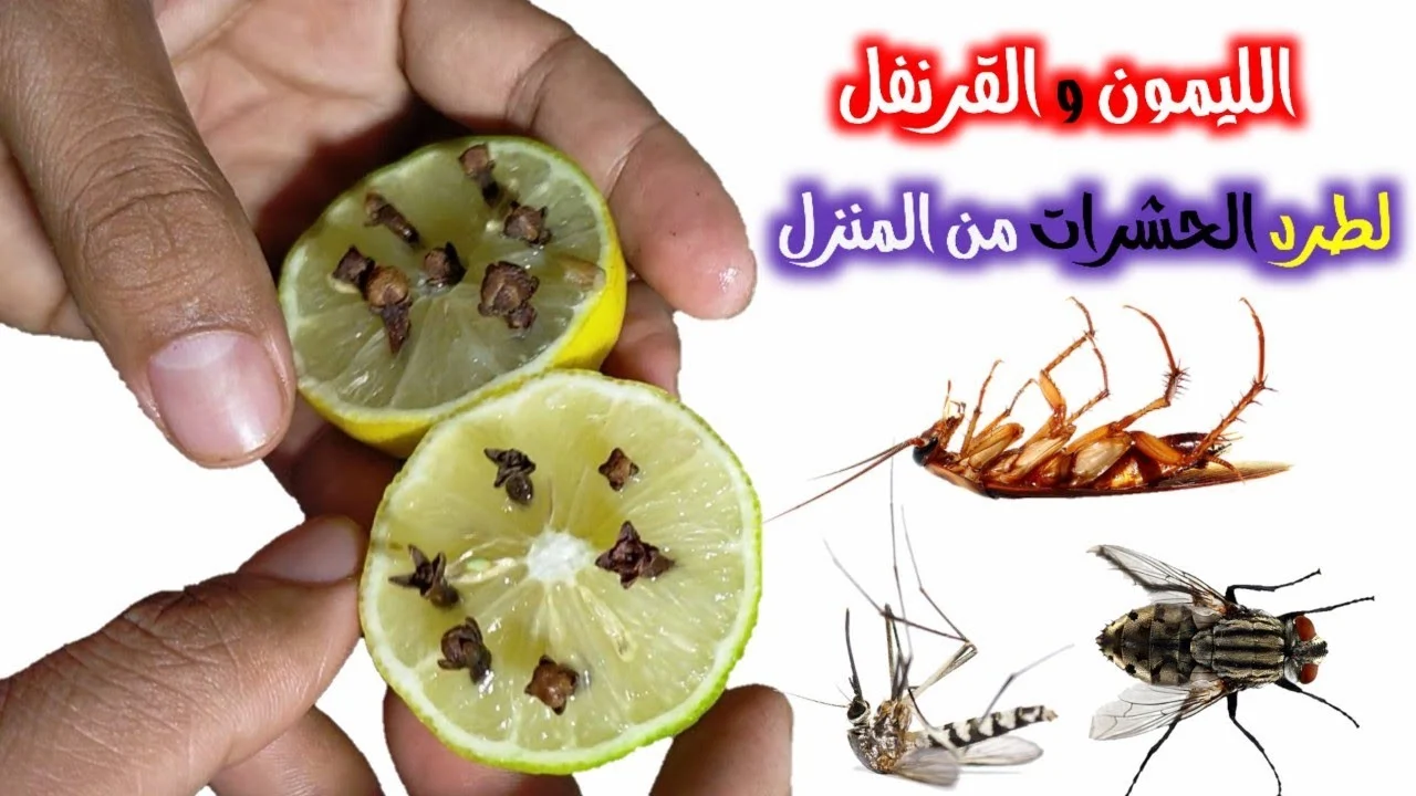 طرق التخلص من الناموس بمكونات طبيعية موجودة في البيت