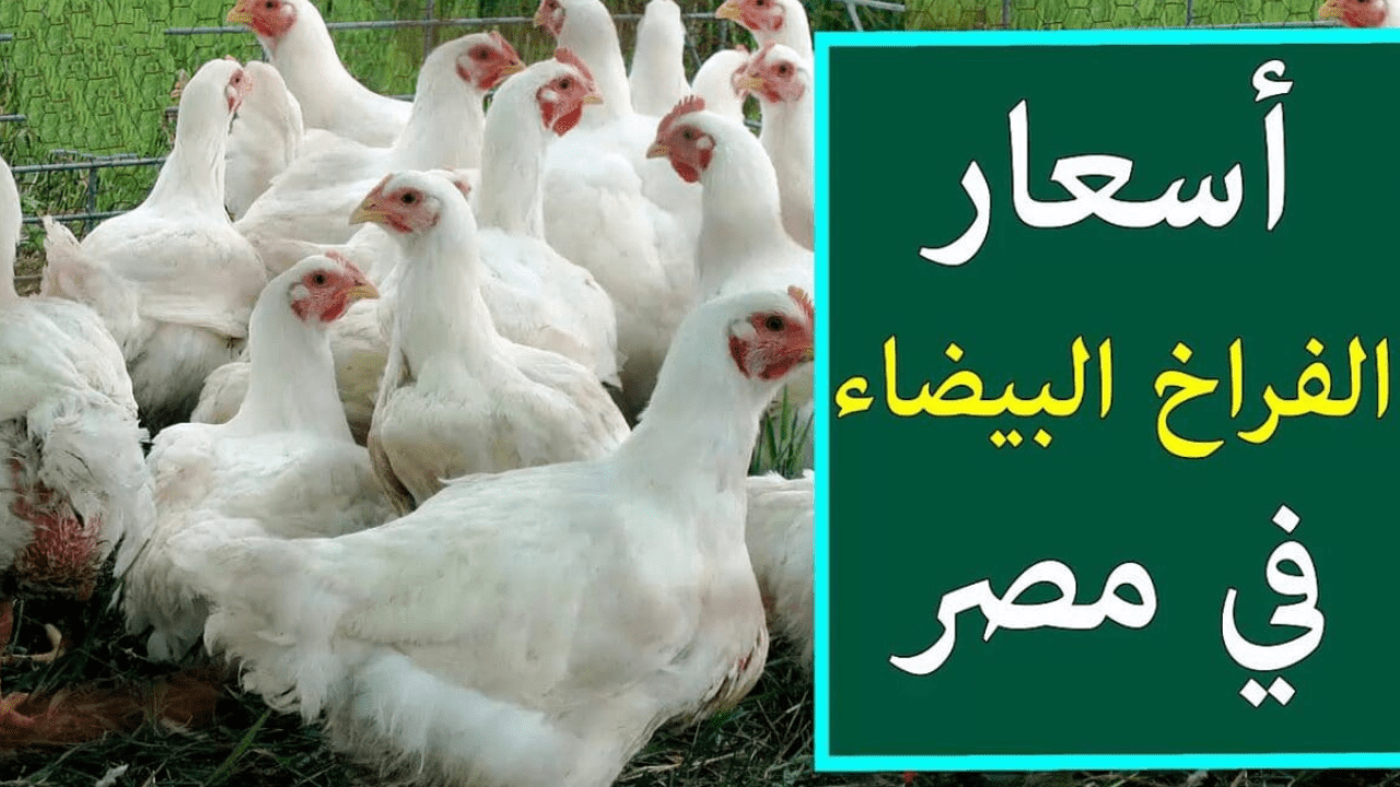 رايحه على فين يافراخ.. مفاحأة في سعر الفراخ اليوم  الجمعة 23- 8-2024 وكم سعر كرتونة البيض