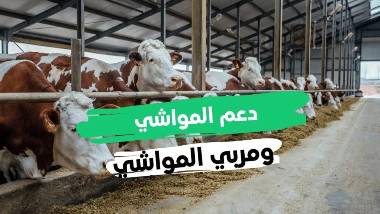 خطوات التسجيل في دعم المواشي 1446 وأهم الشروط المطلوبة للتقديم