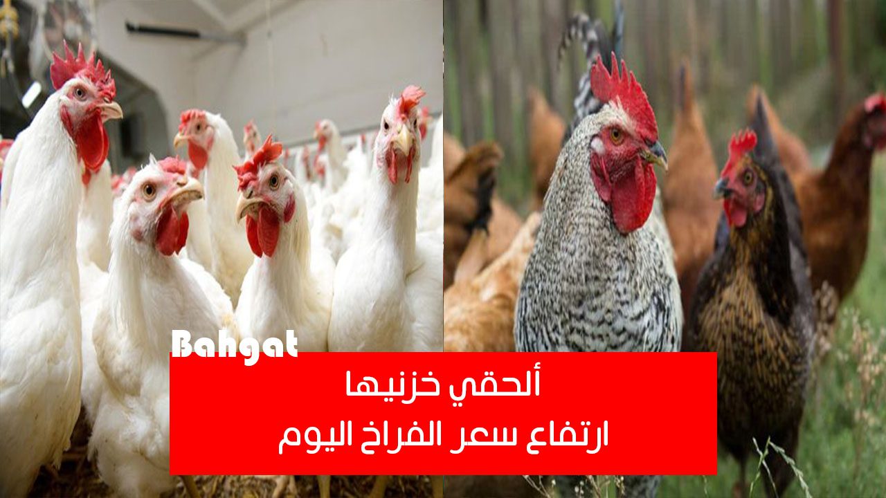 ألحقي خزنيها… ارتفاع سعر الفراخ اليوم الأربعاء 21 أغسطس في الأسواق والبورصة