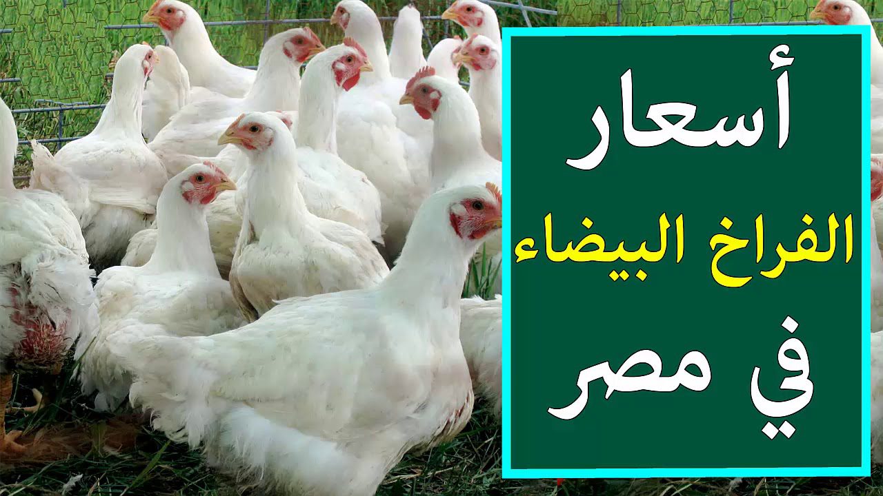 رايحه فين يافراخ.. تعرف على سعر الفراخ اليوم الاثنين 26 اغسطس 2024