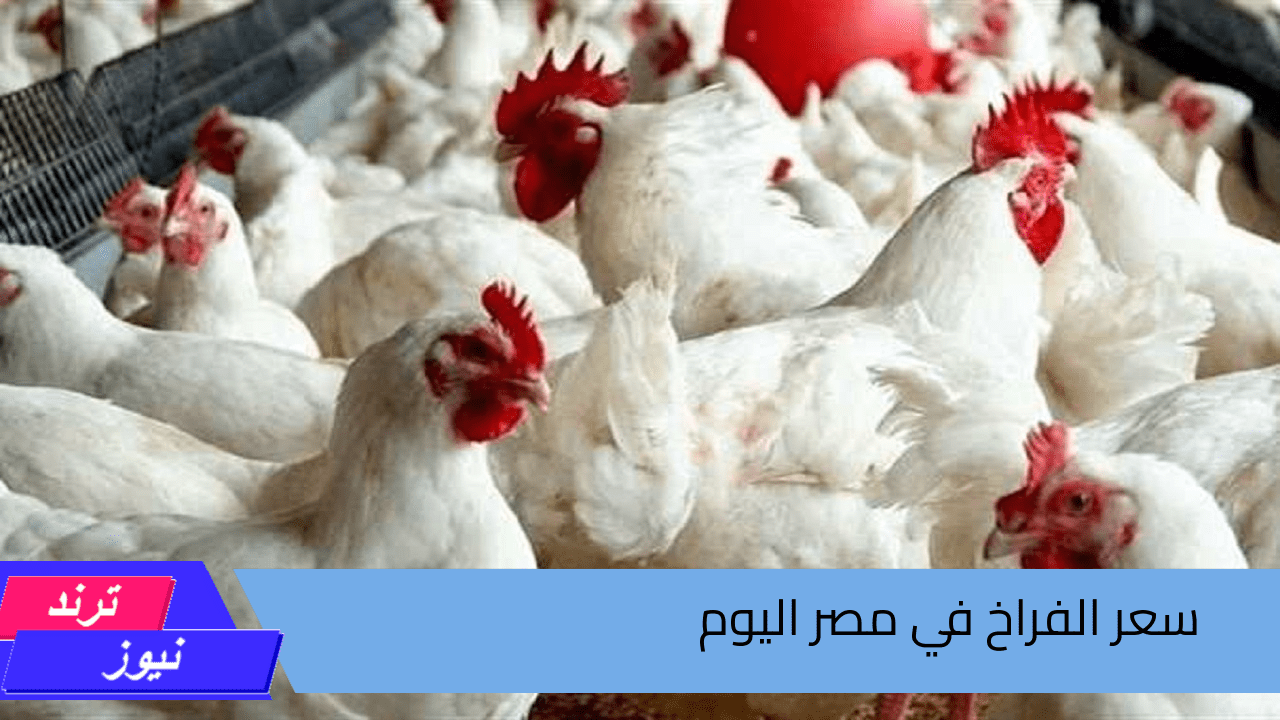 بكام الفرخة اليوم .. سعر الفراخ اليوم الخميس 22 أغسطس 2024 في بورصة الدواجن والأسواق المصرية بالمحافظات