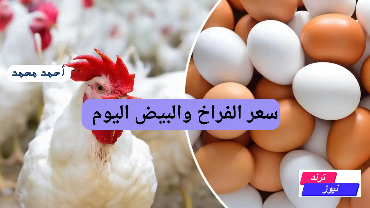 فرصتك جاتلك تملى الفريزر.. سعر الفراخ والبيض اليوم الخميس بورصة الدواجن.. بكام الكيلو النهارده؟