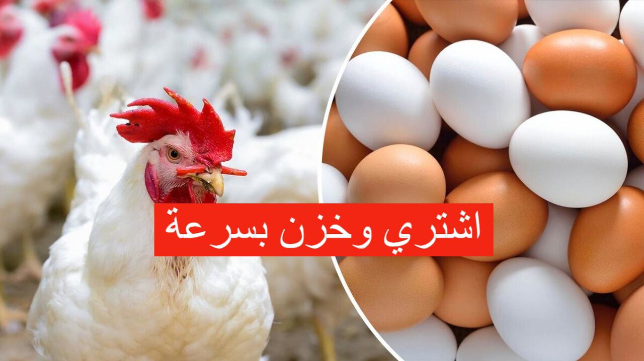 اشتري وخزن.. سعر الفراخ والبيض اليوم الجمعة بورصة الدواجن تفاجئ الجميع