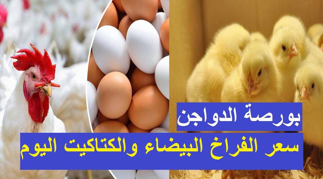 كم سعر الفراخ اليوم؟ انخفاض واضح في أسعار الدواجن والبيض اليوم 6 أغسطس