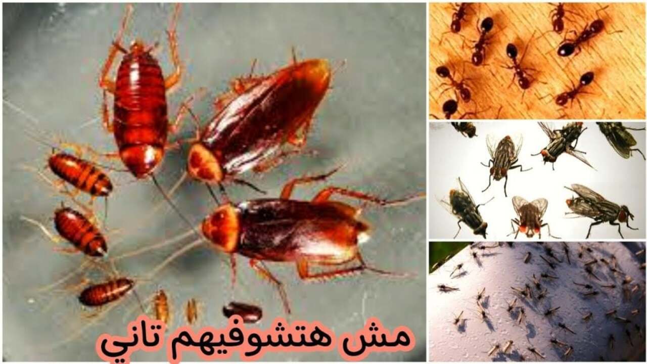 مش هتشوفيه تاني في ببتك.. كيفية طرد الحشرات من المنزل بمكونات فعالة وطبيعية