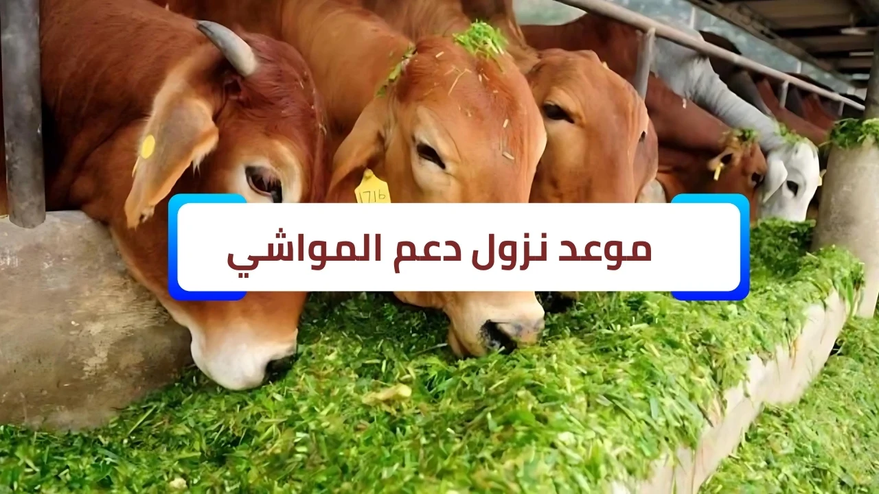 أخبار سارة عن موعد صرف دعم مربي الماشية لشهر أغسطس وخطوات الاستعلام