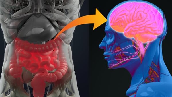 هل تؤثر حالة الأمعاء على المزاج.. طبيبة تكشف التفاصيل – ترند نيوز