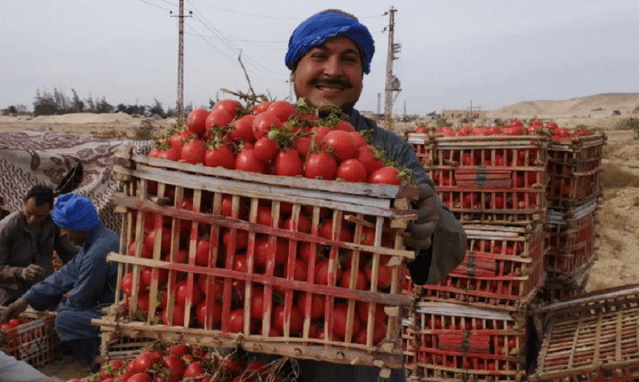 معهد البحوث الزراعية يزف بشرى سارة للمواطنين بشأن أسعار الطماطم