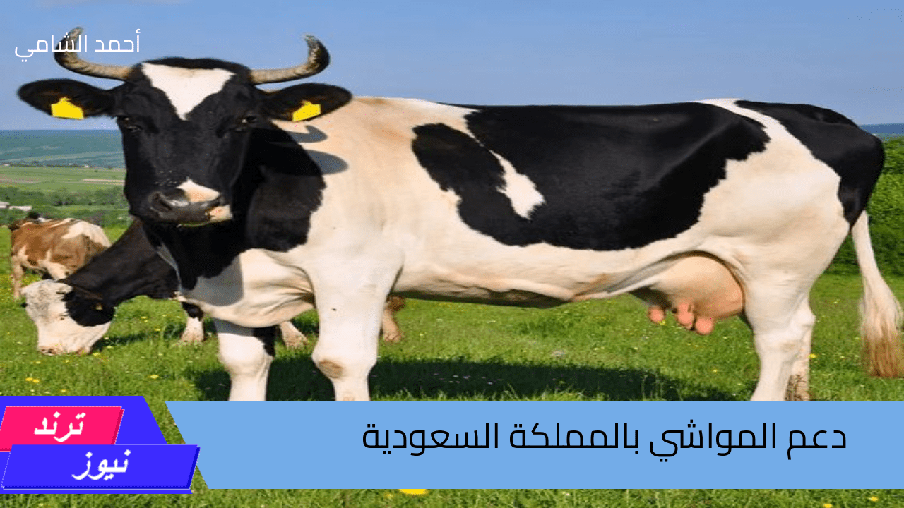 لا تضيع الفرصة … تعرف على كيفية التسجيل فى دعم المواشى بالسعودية 1446