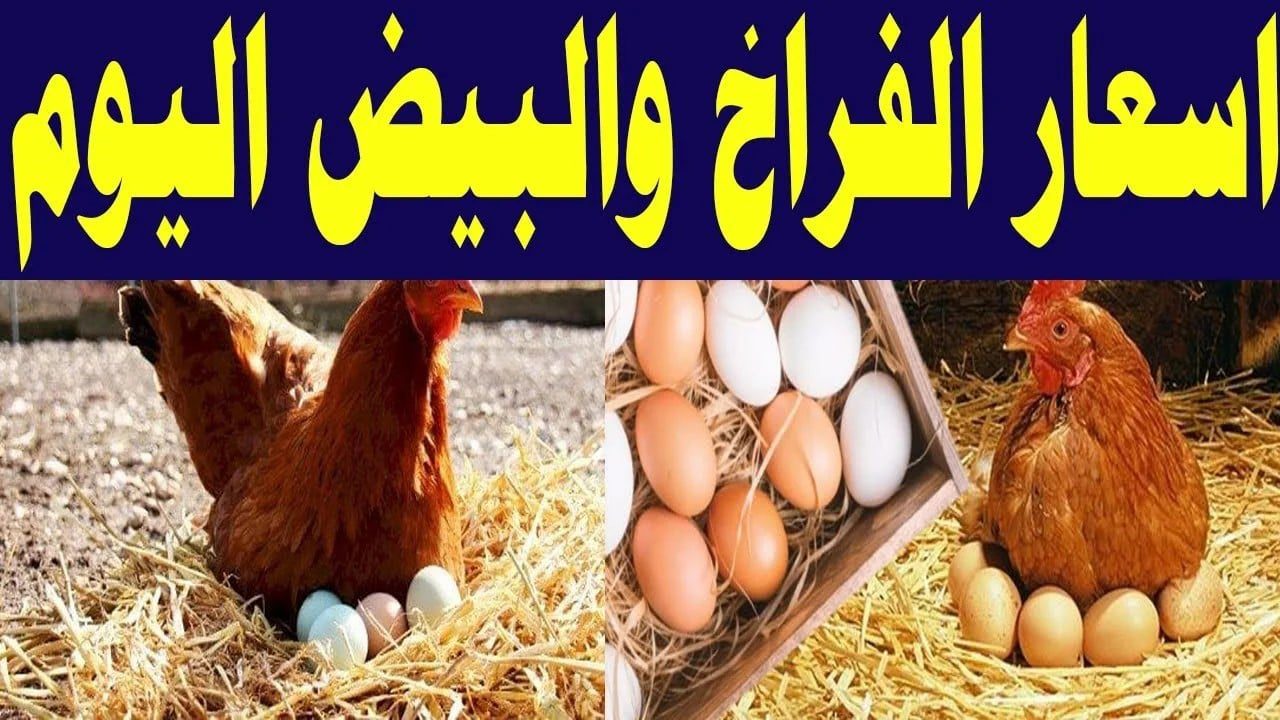 شوف الكيلو بكم النهاردة.. سعر الفراخ والبيض اليوم الثلاثاء 10 سبتمبر 2024 في الأسواق والمزارع