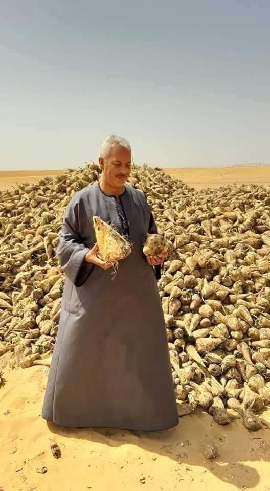 نقيب الفلاحين: البطاطس البنفسجية تقدم قيمة غذائية عالية وتُعزز الاقتصاد الزراعي في مصر