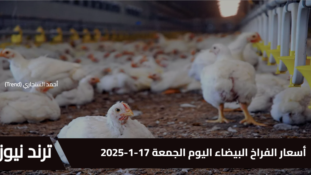 أسعار الفراخ البيضاء اليوم الجمعة 17-1-2025… تحديث مباشر من بورصة الدواجن لجميع الأسواق والمزارع