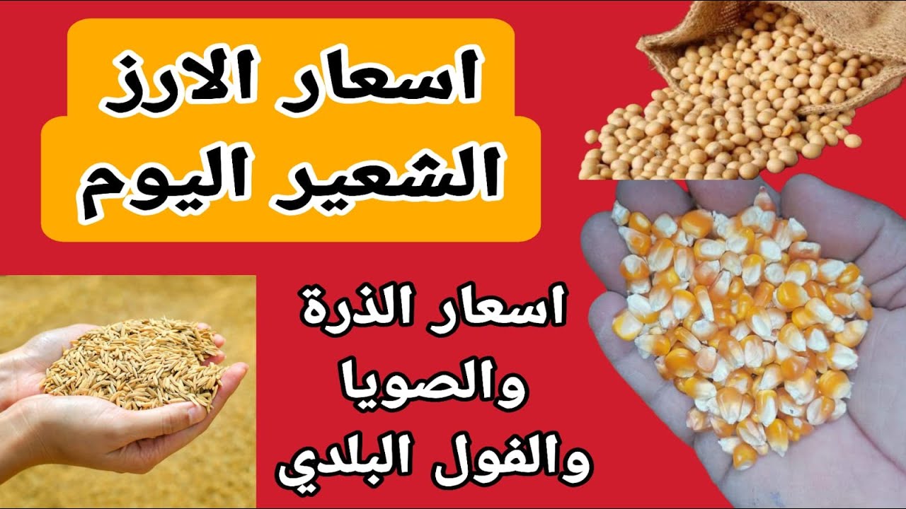 استقرار جديد.. سعر طن الأرز الشعير اليوم الاثنين 27 يناير 2025 للمستهلك في مصر وأسعار السلع الغذائية