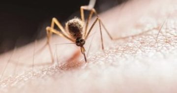 منها الكمادات الباردة والعسل.. علاجات منزلية للدغات البعوض
