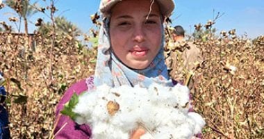 الفيوم تستعد لبدء جنى “الذهب الأبيض” في الأول من أغسطس