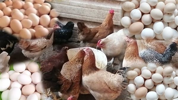 بعد انخفاض الفراخ البيضاء .. مفاجأة في أسعار الدواجن والبانيه اليوم