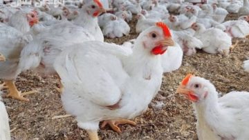 تواصل الهبوط.. أسعار الدواجن الآن في الأسواق