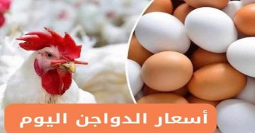 اشتري يا حجة.. أسعار الفراخ البيضاء اليوم الأربعاء 30 يوليو 2025 في الأسواق المصرية