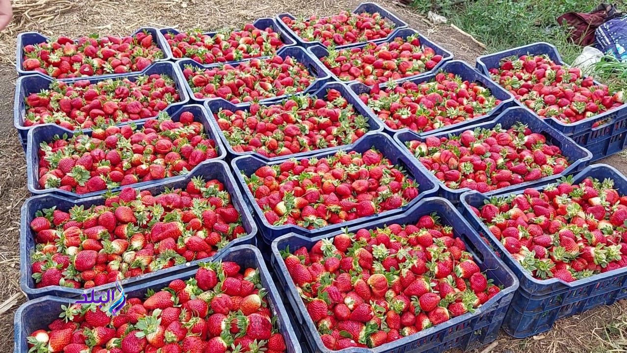 الفراولة المجمدة تتصدر قائمة الصادرات بقيمة 608 ملايين دولار
