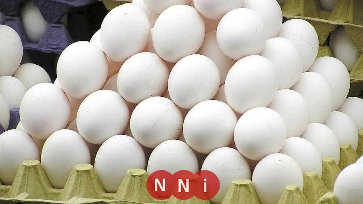 تعرف على أسعار البيض اليوم الخميس 23 أكتوبر 2025 بوابة رسمية تكشف قيمة الكرتونة