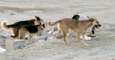 دار الإفتاء توضح حكم قتل القطط والكلاب الضالة المؤذية