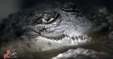 إعلام عبرى: إسرائيل تدرس إقامة سجن أمنى جديد محاط بالتماسيح بطلب من بن غفير