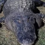 4 حالات تلزم حائزي الحيوانات الخطرة إخطار السلطات المختصة بها.. تفاصيل