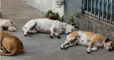 ماذا تفعل فور تعرضك لعضة كلب؟.. دليل النجاة خلال الساعات الأولى