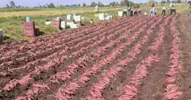 صادرات البطاطا المصرية تكتسح الأسواق العالمية بـ328 ألف طن العام الحالى