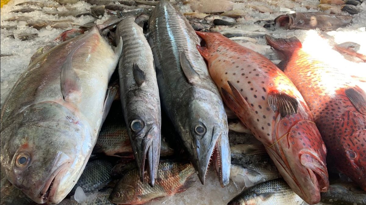 أسعار الأسماك في الأسواق اليوم الأربعاء 24-12-2025