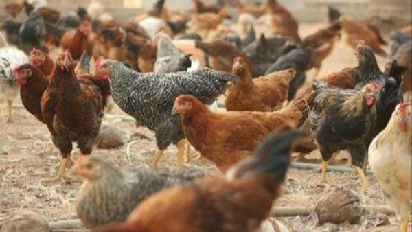 استقرار نسبي في أسعار الدواجن والطيور.. والبيض يحافظ على توازنه