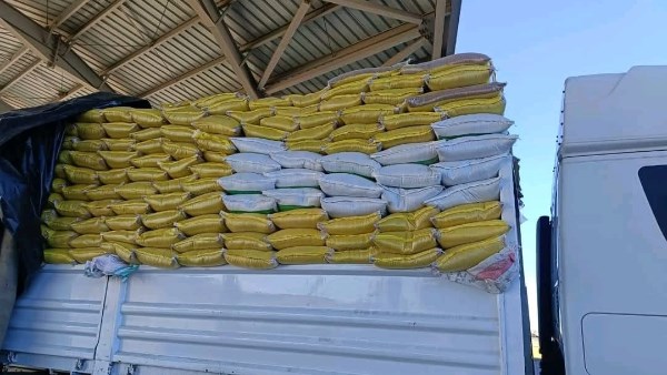 جمارك السلوم تضبط محاولة تهريب كمية من البذور الزراعية الموقوف تصديرها