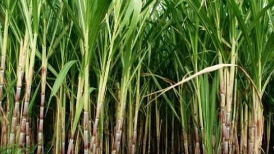 بدء توريد القصب لمصانع السكر غدا.. وتشغيل مصانع أبو قرقاص السبت