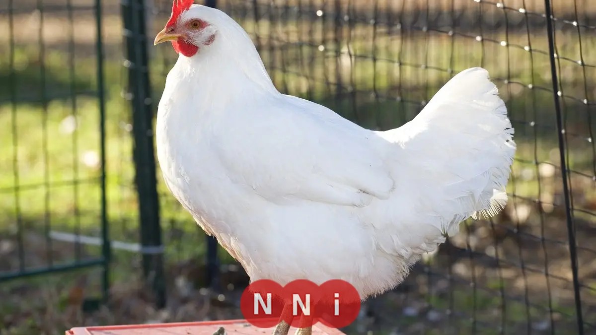 أسعار الدواجن في المزرعة اليوم الإثنين 4 أغسطس 2025