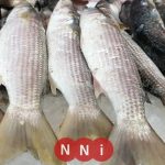 تعرف على أسعار الأسماك اليوم الأحد البلطي يبدأ من 68 جنيهًا فقط