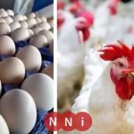 تعرف على أسعار الدواجن والبيض اليوم الاثنين 8 ديسمبر 2025 مباشرة من المزرعة