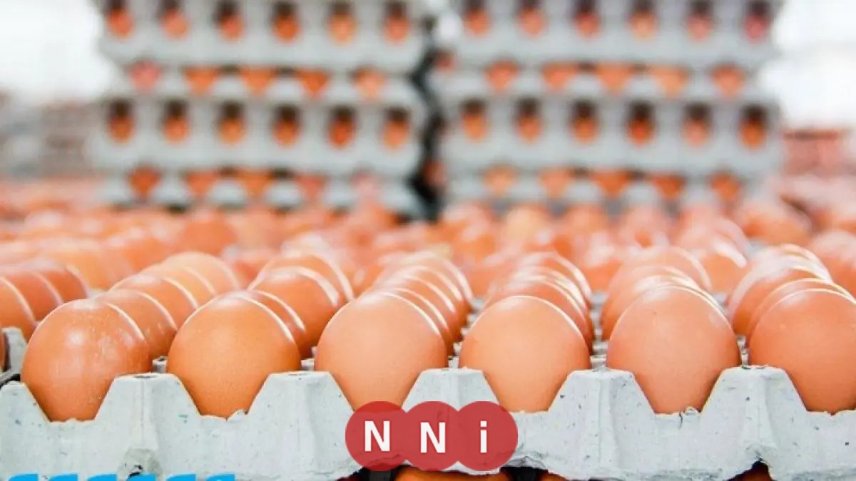 تعرف على أسعار كرتونة البيض في الأسواق اليوم الاثنين 15 ديسمبر 2025