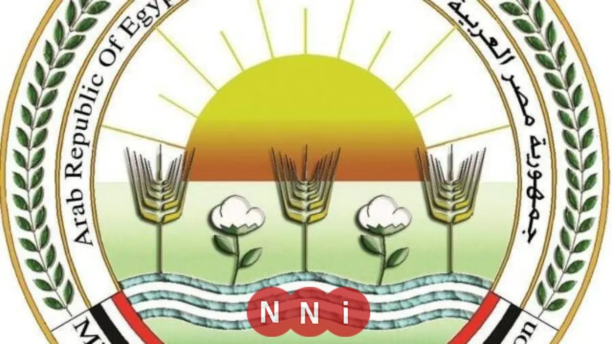 الزراعة تستمر في تطوير ري قصب السكر بأكثر من 600 فدان في قفط وقوص بمحافظة قنا