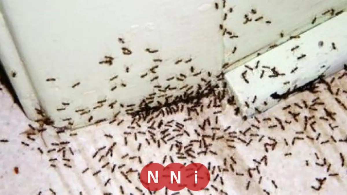 عالم مصري يحقق اكتشافًا تاريخيًا بتطوير تقنية لإزالة السموم بخمائر النمل الأبيض