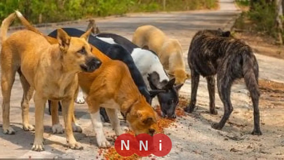 مناقشات حاسمة بين وزير الزراعة ونقيب البيطريين لمكافحة ظاهرة كلاب الشوارع