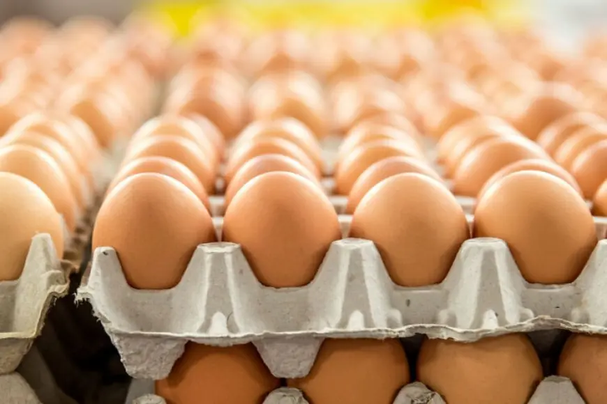الكرتونة بكام .. سعر كرتونة البيض اليوم الخميس 2 مايو 2024 في ظل تراجع اسعار البيض والكتاكيت في مصر
