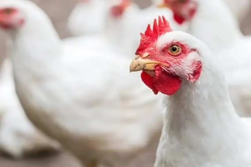 بورصة الدواجن اسعار الفراخ البيضاء اليوم السبت 1 يونيو 2024 سعر كرتونة البيض