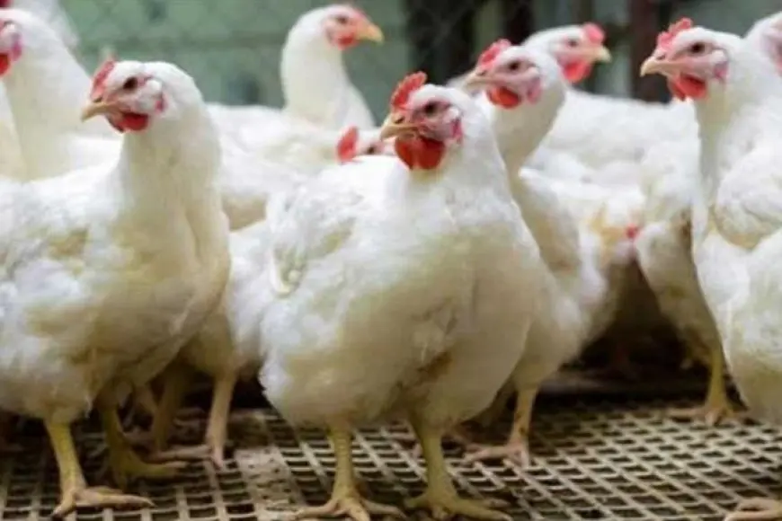 ارتفاع أسعار الدواجن اليوم السبت بالأسواق (موقع رسمي)