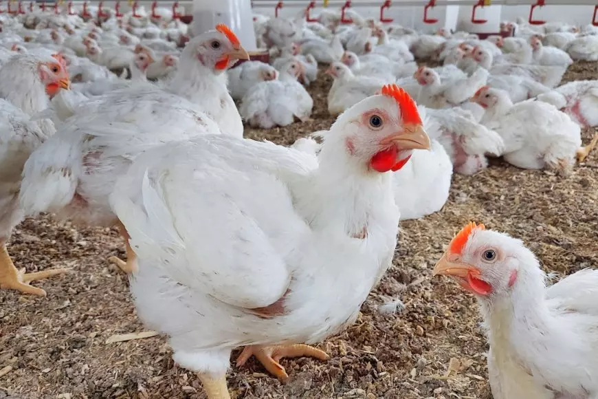 بورصة الدواجن تعلن أسعار الفراخ البيضاء.. تحديث جديد
