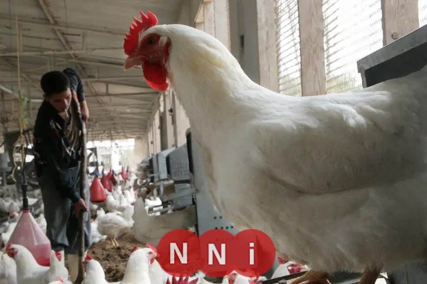 أسعار الدواجن اليوم الخميس.. ما هو سعر الكيلو بعد انخفاض الطلب؟